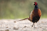 Image. Common Pheasant