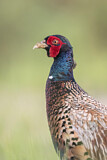 Image. Common Pheasant