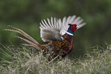Image. Common Pheasant