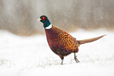Image. Common Pheasant