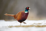 Image. Common Pheasant
