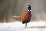 Image. Common Pheasant