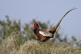 Image. Common Pheasant