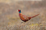 Image. Common Pheasant