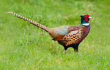 Image. Common Pheasant
