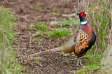 Image. Common Pheasant