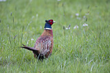 Image. Common Pheasant