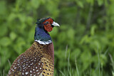 Image. Common Pheasant
