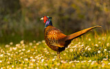 Image. Common Pheasant