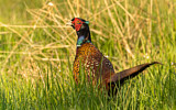 Image. Common Pheasant