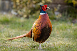Image. Common Pheasant