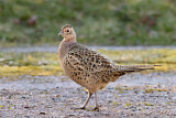 Image. Common Pheasant