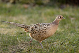 Image. Common Pheasant