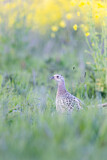 Image. Common Pheasant