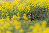 Image. Common Pheasant
