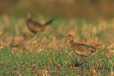 Image. Common Pheasant