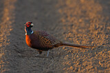 Image. Common Pheasant