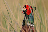 Image. Common Pheasant