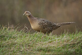 Image. Common Pheasant
