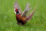Image. Common Pheasant