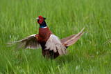Image. Common Pheasant