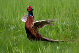 Image. Common Pheasant