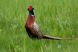Image. Common Pheasant