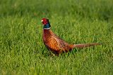 Image. Common Pheasant