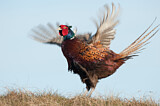 Image. Common Pheasant