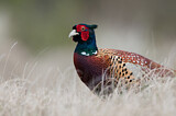 Image. Common Pheasant