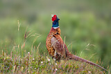 Image. Common Pheasant