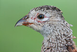 Image. Common Pheasant