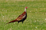 Image. Common Pheasant
