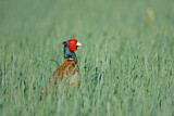 Image. Common Pheasant