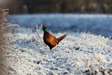 Image. Common Pheasant