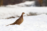 Image. Common Pheasant