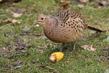 Image. Common Pheasant