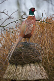 Image. Common Pheasant