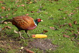 Image. Common Pheasant