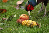 Image. Common Pheasant