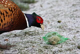 Image. Common Pheasant