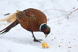 Image. Common Pheasant