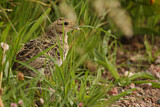 Image. Common Pheasant