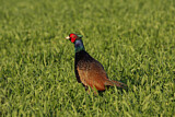 Image. Common Pheasant