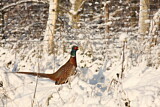 Image. Common Pheasant
