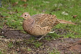 Image. Common Pheasant