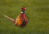 Image. Common Pheasant