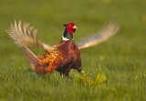 Image. Common Pheasant
