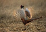 Image. Common Pheasant