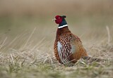 Image. Common Pheasant